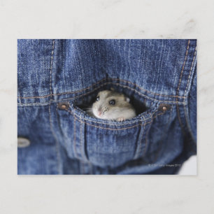 Hamster in Tasche Postkarte