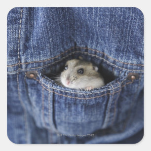 Hamster in Tasche Quadratischer Aufkleber