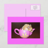 Hamster in Tee Pot Foto Postkarte (Vorne/Hinten)
