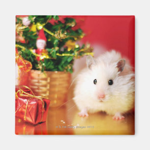 Hamster Kokolinka mit Weihnachtsbaum Magnet