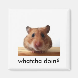 Hamster Magnet