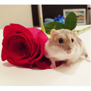 Hamster mit einer Rose Freistehende Fotoskulptur