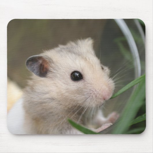 Hamster mousepad (Vorne)