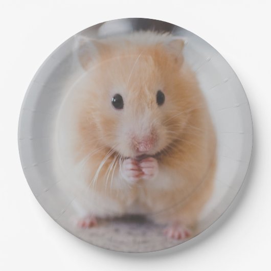 Hamster Pappteller (Vorderseite)