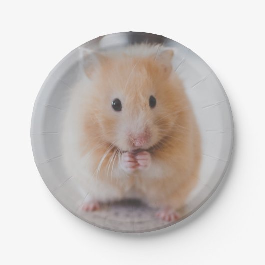 Hamster Pappteller (Vorderseite)