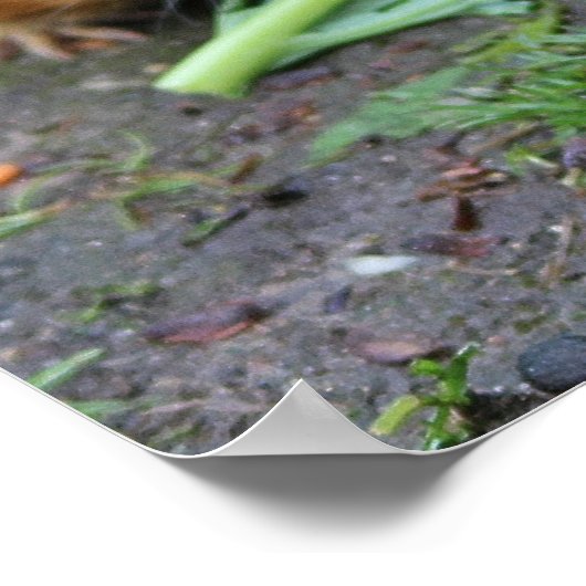 Hamster Poster (Ecke)