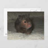 Hamster Postkarte (Vorne/Hinten)