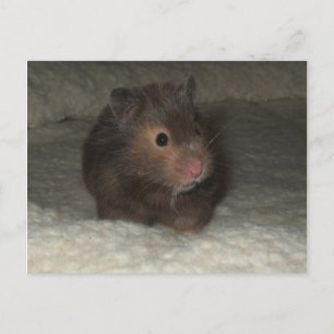 Hamster Postkarte
