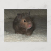 Hamster Postkarte (Vorderseite)