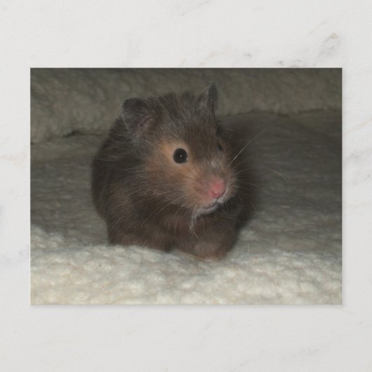 Hamster Postkarte (Vorderseite)