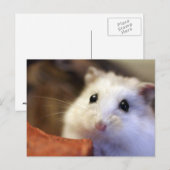 Hamster Postkarte (Vorne/Hinten)