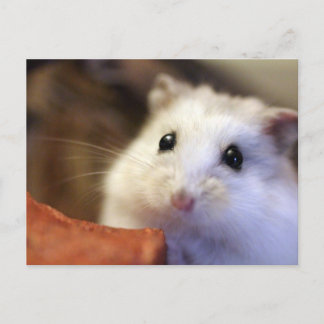 Hamster Postkarte