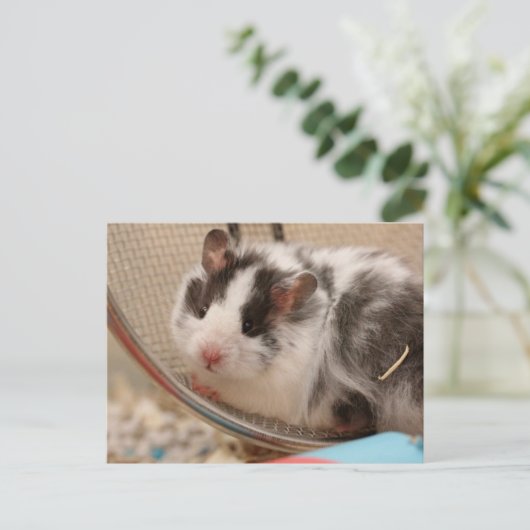 Hamster Postkarte (Stehend Vorderseite)