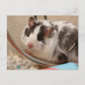 Hamster Postkarte (Vorderseite)