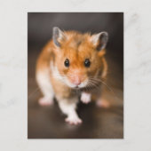 Hamster Postkarte (Vorderseite)