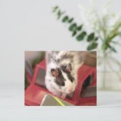 Hamster Postkarte (Stehend Vorderseite)