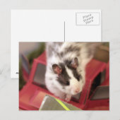 Hamster Postkarte (Vorne/Hinten)