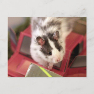 Hamster Postkarte
