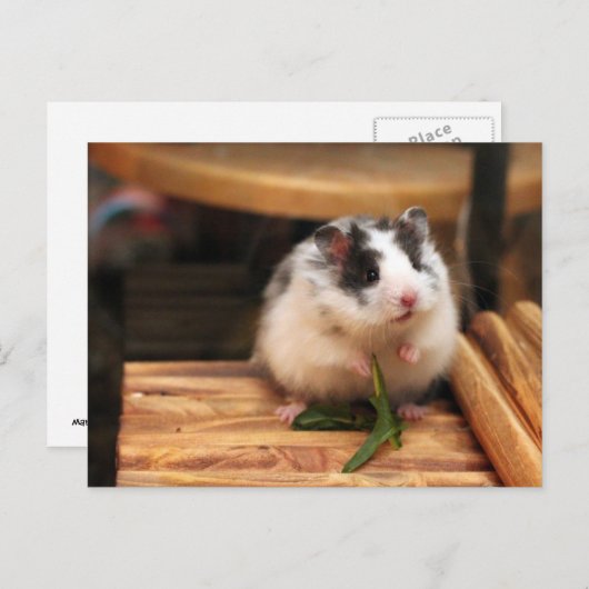 Hamster Postkarte (Vorne/Hinten)