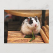Hamster Postkarte (Vorderseite)