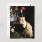 Hamster Postkarte (Vorne/Hinten)