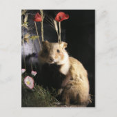 Hamster Postkarte (Vorderseite)