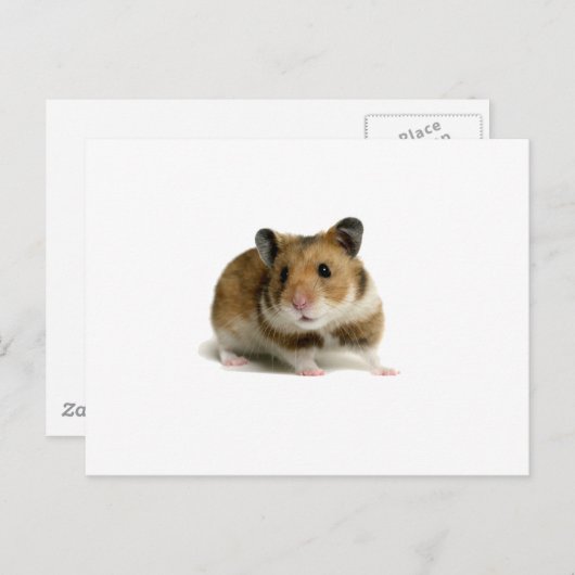 Hamster Postkarte (Vorne/Hinten)