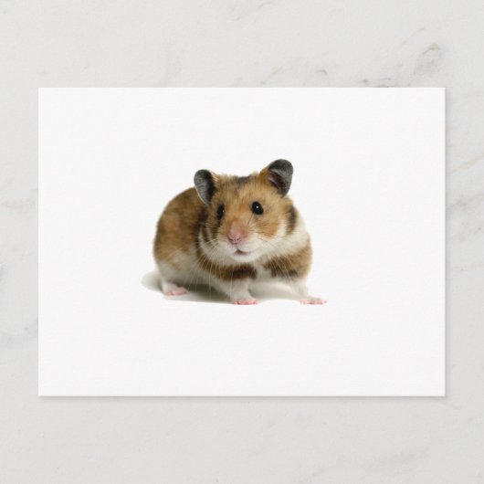 Hamster Postkarte (Vorderseite)