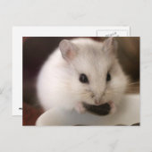 Hamster Postkarte (Vorne/Hinten)