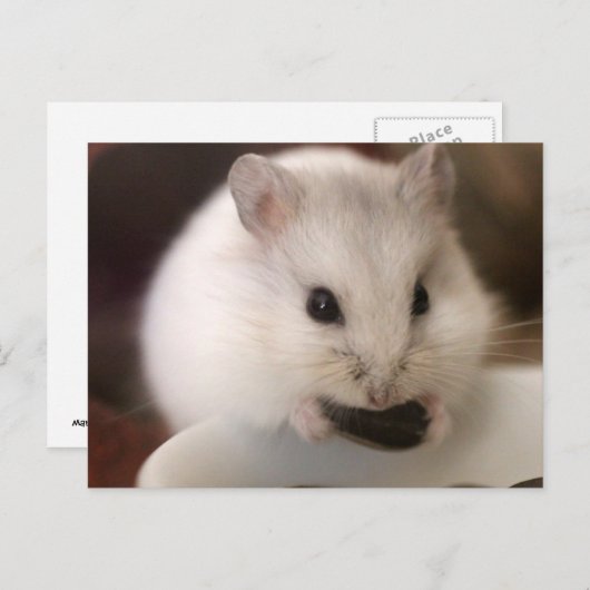 Hamster Postkarte (Vorne/Hinten)