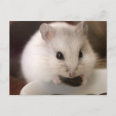 Hamster Postkarte (Vorderseite)