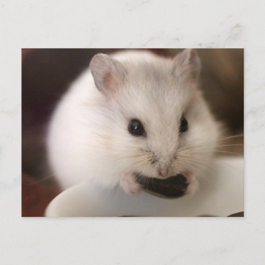 Hamster Postkarte (Vorderseite)