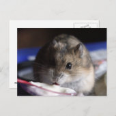 Hamster Postkarte (Vorne/Hinten)