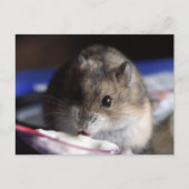 Hamster Postkarte (Vorderseite)
