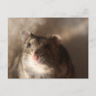 Hamster Postkarte