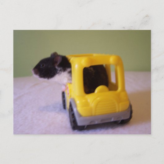 Hamster-Postkarte Postkarte (Vorderseite)