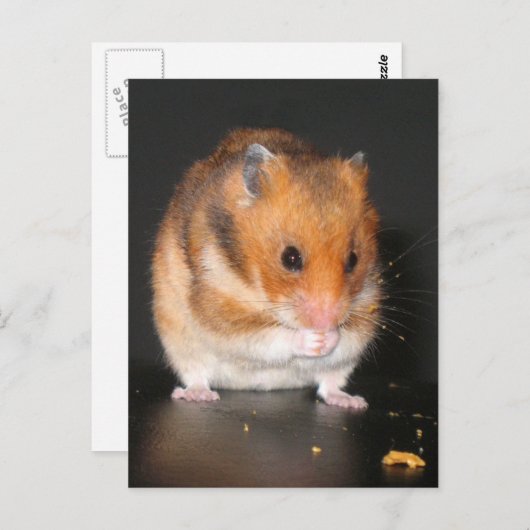 Hamster-Postkarten Postkarte (Vorne/Hinten)