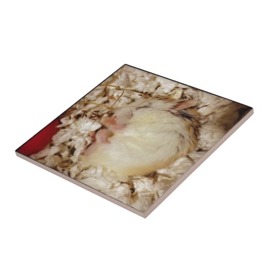 Hamster SchlafensRoborovski Fliese (Seite)