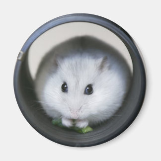 Hamster Tube Magnet