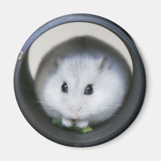 Hamster Tube Magnet (Vorne)