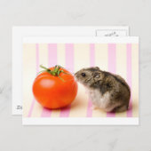 Hamster und Tomaten Postkarte (Vorne/Hinten)