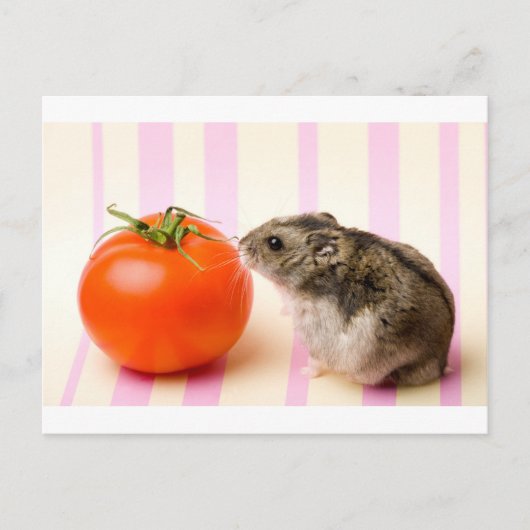 Hamster und Tomaten Postkarte (Vorderseite)