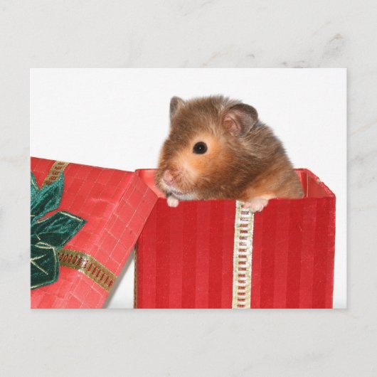 Hamster Weihnachtsgeschenk Feiertagspostkarte (Vorderseite)