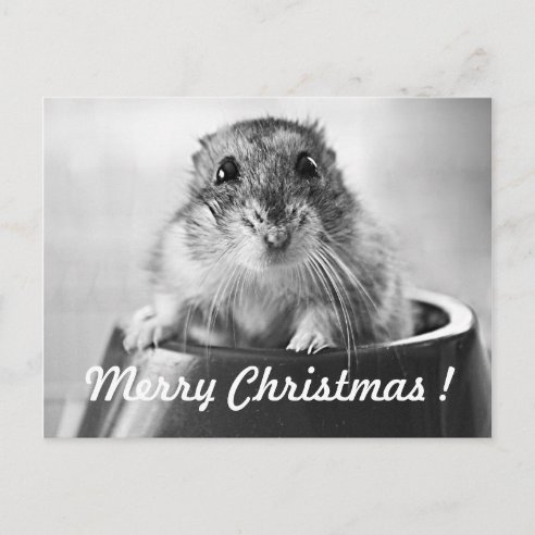 Hamster Geschenke | Zazzle.de