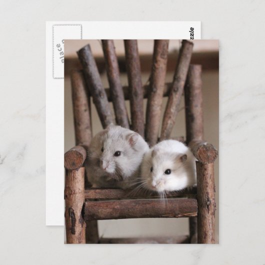 Hamsters Postkarte (Vorne/Hinten)