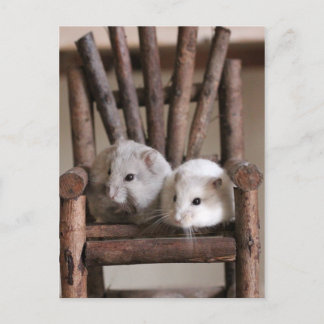 Hamsters Postkarte