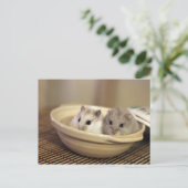Hamsters Postkarte (Stehend Vorderseite)