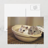 Hamsters Postkarte (Vorne/Hinten)