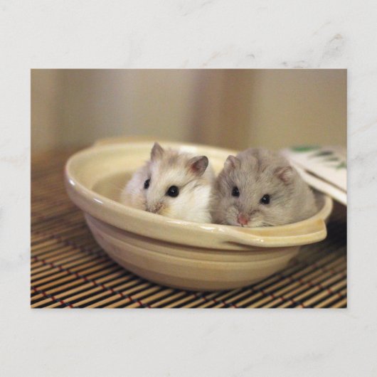 Hamsters Postkarte (Vorderseite)