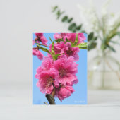 Hana Peach [Postcard] Postkarte (Stehend Vorderseite)